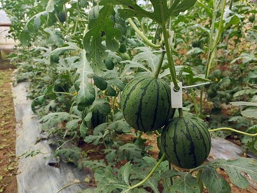 上哪免费吃瓜,畅享网络盛宴的秘密通道